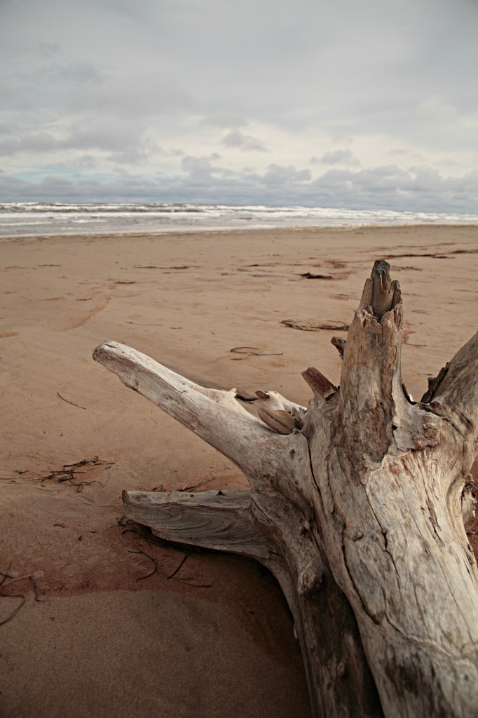 albero-toscana-spiaggia